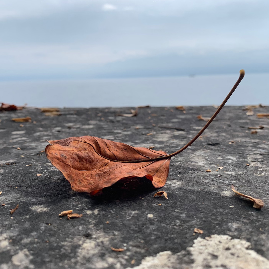 feuille